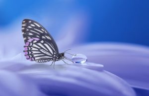 Una mariposa que muestra una gota de agua